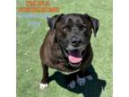 Adopt Duke a Labrador Retriever, Mixed Breed