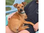 Adopt Rome a Miniature Pinscher