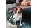 Curtis Beagle Adult Male