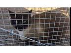 Aladdin Siamese Adult Male