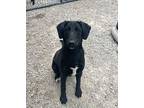 Eileen Labrador Retriever Young Female