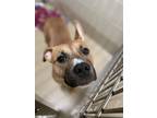 Adeline American Pit Bull Terrier Adult Female