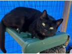 Adopt Toes a American Shorthair