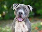 Adopt TOBY a American Staffordshire Terrier