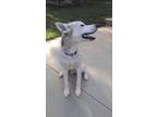 Adopt Baymax a Husky