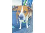 Adopt Zigg a Boxer