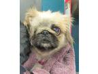 Pika Pika Pekingese Adult Female