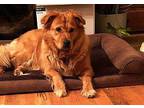 Spencer Retriever (Unknown Type) Adult Male