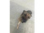 Heart German Shepherd Dog Senior Female