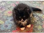 Arbie23 Domestic Mediumhair Kitten Male