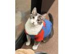 Dumpling Domestic Shorthair Senior Male