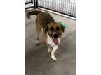 Adopt Cosmo a Corgi, Basset Hound