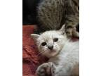 Adopt Huey a Siamese, Domestic Short Hair