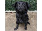 Lucy Labrador Retriever Adult Female