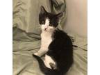 Flower Domestic Shorthair Kitten Female