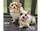 Mufasa Chihuahua Adult Male