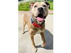 Gus American Pit Bull Terrier Adult Male