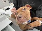 Blankie (Blank Space) Mixed Breed (Medium) Puppy Male
