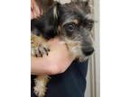Jasper Dachshund Young Male