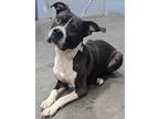 Jax (HW-) American Pit Bull Terrier Adult Male