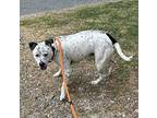 Dottie Dalmatian Adult Female