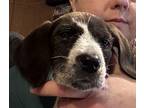 Sylvie Beagle Puppy Female