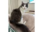 MARY Domestic Longhair Young Female
