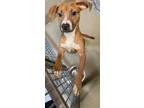 Gilbert American Pit Bull Terrier Young Male
