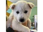 OMG Jindo Puppy Female