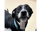 Curly Sue Australian Shepherd Adult Female