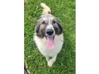 Adopt Buddy a Great Pyrenees