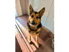 Luke German Shepherd Dog Adult Male