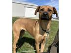 Vixen (HW-) Hound (Unknown Type) Young Female