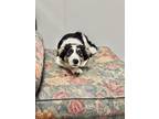 Sparky Border Collie Puppy Male