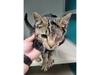 Willy Domestic Shorthair Young Male