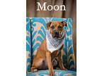Moon Mixed Breed (Medium) Puppy Female