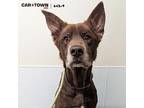Metric Chow Chow Adult Male