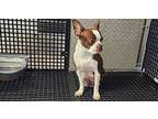 Patsy Boston Terrier Adult Female