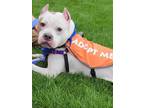 Zero American Pit Bull Terrier Adult Male