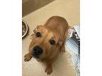 Dobby Diana American Pit Bull Terrier Young Female