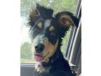 Finnegan Australian Shepherd Puppy Male
