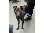 Roonie American Staffordshire Terrier Young Male