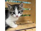Ruffles Domestic Mediumhair Kitten Male