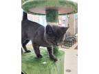Ash 41033 Domestic Shorthair Kitten Male