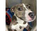 Ambrose American Pit Bull Terrier Adult Female