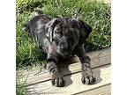 Stan Catahoula Leopard Dog Puppy Male
