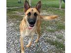 Maya German Shepherd Dog Young Female