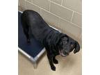 Marley Labrador Retriever Adult Female