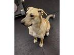 Rocco 41243 Labrador Retriever Adult Male