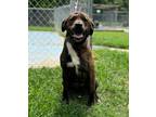 Adopt Charlie a Affenpinscher
